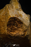 06930 - Beautiful 5.20 Inch Elasmosaurus (Zarafasaura oceanis) Partial Vertebra Bone