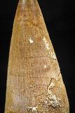 06373 -  Small Wire Wrapped 1.30 Inch Eremiasaurus heterodontus (Mosasaur) Tooth Pendant