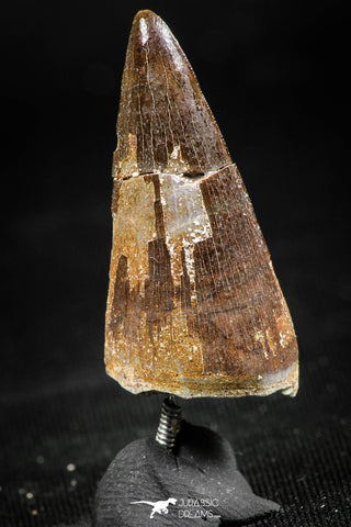 06374 -  Small Wire Wrapped 1.21 Inch Eremiasaurus heterodontus (Mosasaur) Tooth Pendant