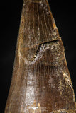 06374 -  Small Wire Wrapped 1.21 Inch Eremiasaurus heterodontus (Mosasaur) Tooth Pendant