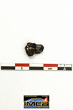 22273 - Top Rare NWA 10023 Anomalous Plessitic Pallasite Meteorite PMG-an 1.823 g