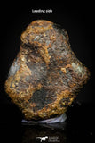 20945 - Taza (NWA 859) Iron Ungrouped Plessitic Octahedrite Meteorite 1.8g ORIENTED