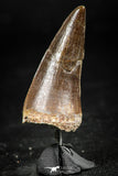 06374 -  Small Wire Wrapped 1.21 Inch Eremiasaurus heterodontus (Mosasaur) Tooth Pendant