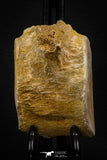 06931 - Beautiful 3.39 Inch Elasmosaurus (Zarafasaura oceanis) Partial Vertebra Bone