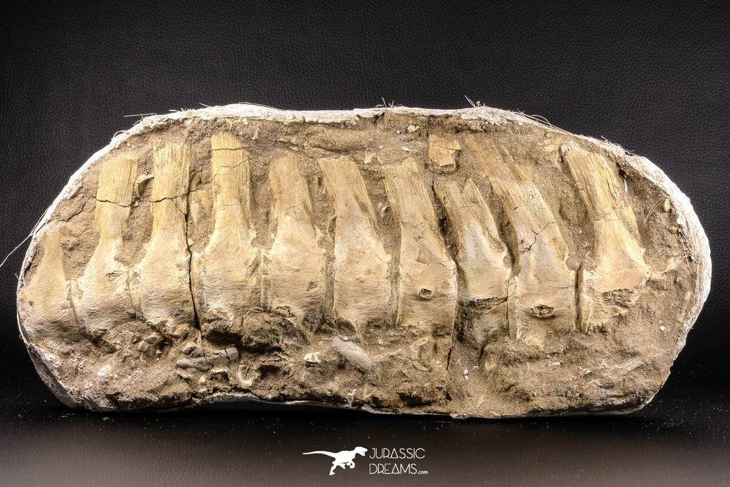 05213 - Museum Grade 17.32 Inch Unidentified Mosasaur 10 Associated Vertebrae Bones Late Cretaceous