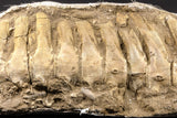 05213 - Museum Grade 17.32 Inch Unidentified Mosasaur 10 Associated Vertebrae Bones Late Cretaceous