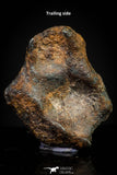 20945 - Taza (NWA 859) Iron Ungrouped Plessitic Octahedrite Meteorite 1.8g ORIENTED