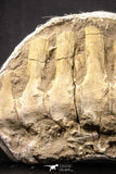 05213 - Museum Grade 17.32 Inch Unidentified Mosasaur 10 Associated Vertebrae Bones Late Cretaceous