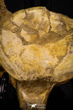 06932 - Beautiful 4.74 Inch Elasmosaurus (Zarafasaura oceanis) Partial Vertebra Bone