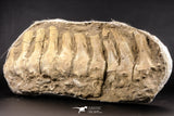 05213 - Museum Grade 17.32 Inch Unidentified Mosasaur 10 Associated Vertebrae Bones Late Cretaceous