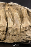 05213 - Museum Grade 17.32 Inch Unidentified Mosasaur 10 Associated Vertebrae Bones Late Cretaceous