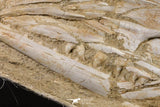 05214 - Museum Grade Halisaurus arambourgi (Mosasaur) Complete Skull in Matrix Late Cretaceous