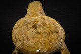 06932 - Beautiful 4.74 Inch Elasmosaurus (Zarafasaura oceanis) Partial Vertebra Bone
