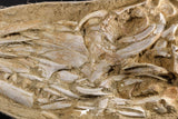 05214 - Museum Grade Halisaurus arambourgi (Mosasaur) Complete Skull in Matrix Late Cretaceous