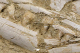 05214 - Museum Grade Halisaurus arambourgi (Mosasaur) Complete Skull in Matrix Late Cretaceous