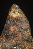 20947 - Taza (NWA 859) Iron Ungrouped Plessitic Octahedrite Meteorite 1.9g