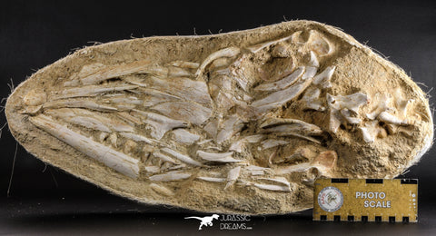 05214 - Museum Grade Halisaurus arambourgi (Mosasaur) Complete Skull in Matrix Late Cretaceous