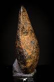 20947 - Taza (NWA 859) Iron Ungrouped Plessitic Octahedrite Meteorite 1.9g