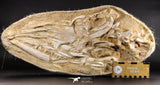 05214 - Museum Grade Halisaurus arambourgi (Mosasaur) Complete Skull in Matrix Late Cretaceous