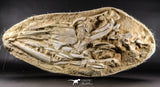 05214 - Museum Grade Halisaurus arambourgi (Mosasaur) Complete Skull in Matrix Late Cretaceous