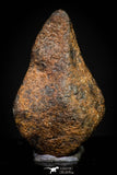 20947 - Taza (NWA 859) Iron Ungrouped Plessitic Octahedrite Meteorite 1.9g