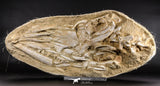 05214 - Museum Grade Halisaurus arambourgi (Mosasaur) Complete Skull in Matrix Late Cretaceous