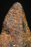 20947 - Taza (NWA 859) Iron Ungrouped Plessitic Octahedrite Meteorite 1.9g