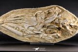 05214 - Museum Grade Halisaurus arambourgi (Mosasaur) Complete Skull in Matrix Late Cretaceous