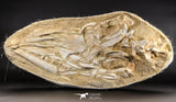 05214 - Museum Grade Halisaurus arambourgi (Mosasaur) Complete Skull in Matrix Late Cretaceous