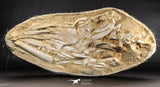 05214 - Museum Grade Halisaurus arambourgi (Mosasaur) Complete Skull in Matrix Late Cretaceous