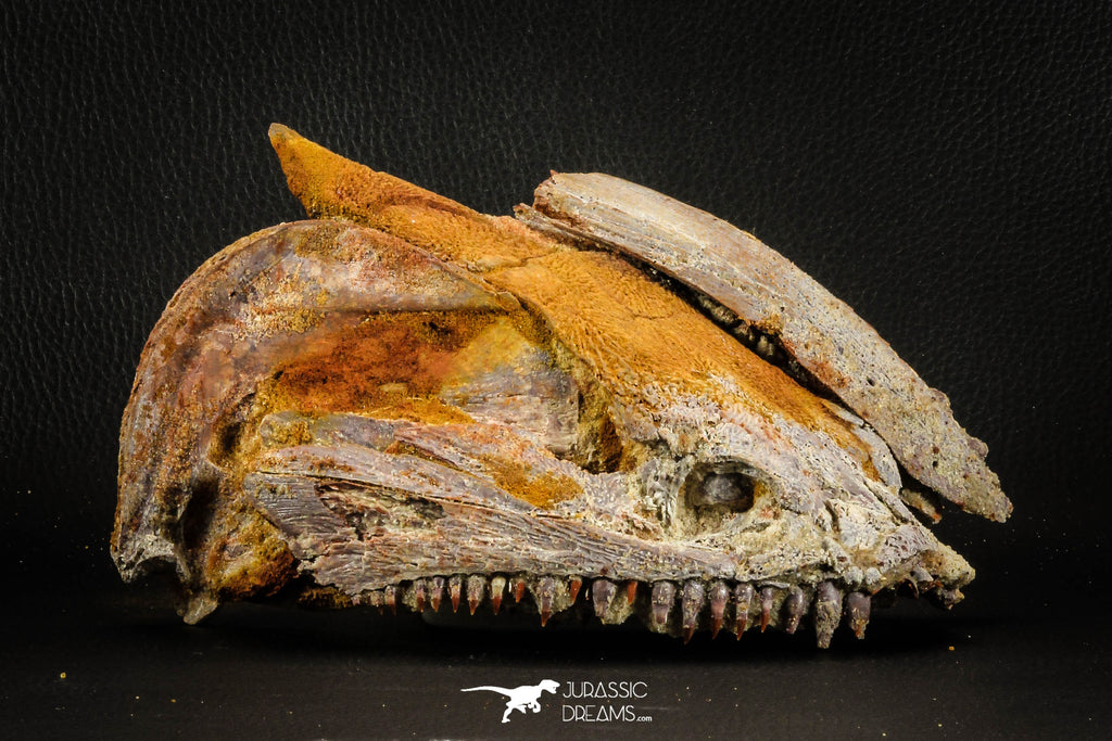 05215 - Museum Grade Unpublished 7.32 Inch Temnospondyli Amphibian Complete Skull Cretaceous KemKem