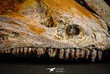 05215 - Museum Grade Unpublished 7.32 Inch Temnospondyli Amphibian Complete Skull Cretaceous KemKem