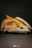 05215 - Museum Grade Unpublished 7.32 Inch Temnospondyli Amphibian Complete Skull Cretaceous KemKem