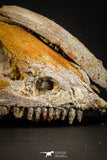 05215 - Museum Grade Unpublished 7.32 Inch Temnospondyli Amphibian Complete Skull Cretaceous KemKem