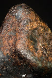 20948 - Taza (NWA 859) Iron Ungrouped Plessitic Octahedrite Meteorite 2.2g ORIENTED