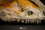 05215 - Museum Grade Unpublished 7.32 Inch Temnospondyli Amphibian Complete Skull Cretaceous KemKem