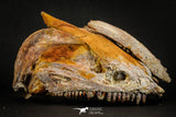 05215 - Museum Grade Unpublished 7.32 Inch Temnospondyli Amphibian Complete Skull Cretaceous KemKem