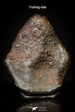 20948 - Taza (NWA 859) Iron Ungrouped Plessitic Octahedrite Meteorite 2.2g ORIENTED