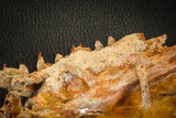 05215 - Museum Grade Unpublished 7.32 Inch Temnospondyli Amphibian Complete Skull Cretaceous KemKem