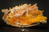 05215 - Museum Grade Unpublished 7.32 Inch Temnospondyli Amphibian Complete Skull Cretaceous KemKem