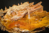 05215 - Museum Grade Unpublished 7.32 Inch Temnospondyli Amphibian Complete Skull Cretaceous KemKem