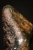 20948 - Taza (NWA 859) Iron Ungrouped Plessitic Octahedrite Meteorite 2.2g ORIENTED