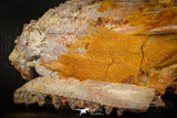 05215 - Museum Grade Unpublished 7.32 Inch Temnospondyli Amphibian Complete Skull Cretaceous KemKem