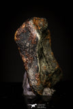 20949 - Taza (NWA 859) Iron Ungrouped Plessitic Octahedrite Meteorite 2.0g ORIENTED