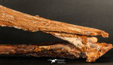 06216 - Museum Grade 20.08 Inch Ethmosphenoid Portion of Braincase of Mawsonia lavocati Cretaceous Coelacanth