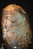 20950 - Taza (NWA 859) Iron Ungrouped Plessitic Octahedrite Meteorite 2.3g ORIENTED