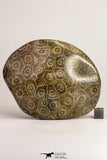 09116 - Devonian 4.21 Inch Polished Fossil Rugose Coral Hexagonaria sp