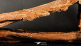 06216 - Museum Grade 20.08 Inch Ethmosphenoid Portion of Braincase of Mawsonia lavocati Cretaceous Coelacanth