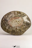 09116 - Devonian 4.21 Inch Polished Fossil Rugose Coral Hexagonaria sp