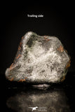 20951 - Taza (NWA 859) Iron Ungrouped Plessitic Octahedrite Meteorite 1.2g ORIENTED